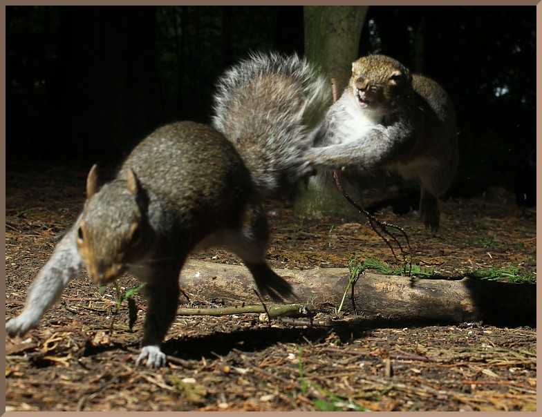 ImageoftheDay by Subject